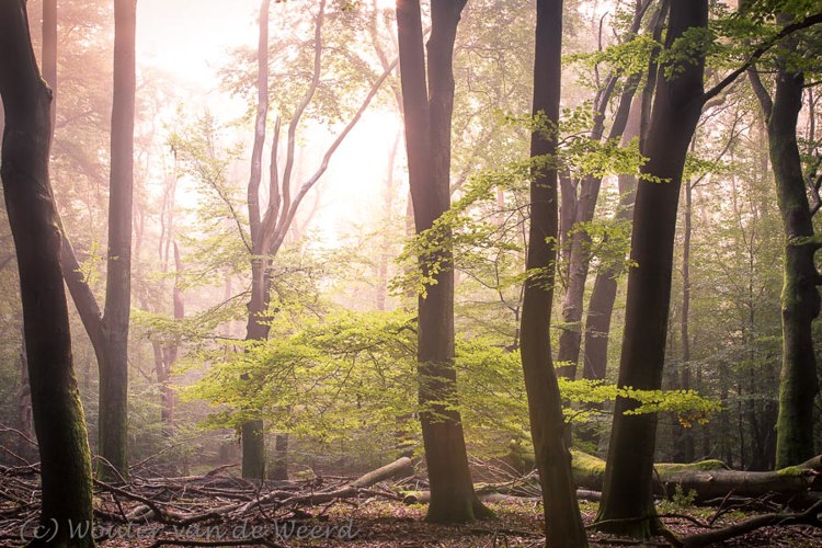 2017-09-24 - Lord of the Rings sfeer in het bos<br/>Speuldersbos - Drie - Nederland<br/>Canon EOS 5D Mark III - 70 mm - f/8.0, 1/6 sec, ISO 200