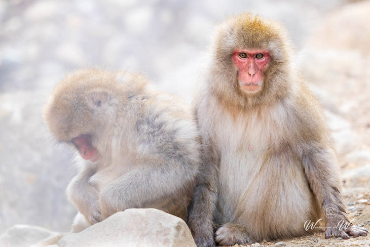 2026-02-15 - Ze hadden me gezien<br/>Jigokudani Monkey Park - Yamanouchi - Japan<br/>Canon EOS R5m2 - 400 mm - f/7.1, 1/500 sec, ISO 5000