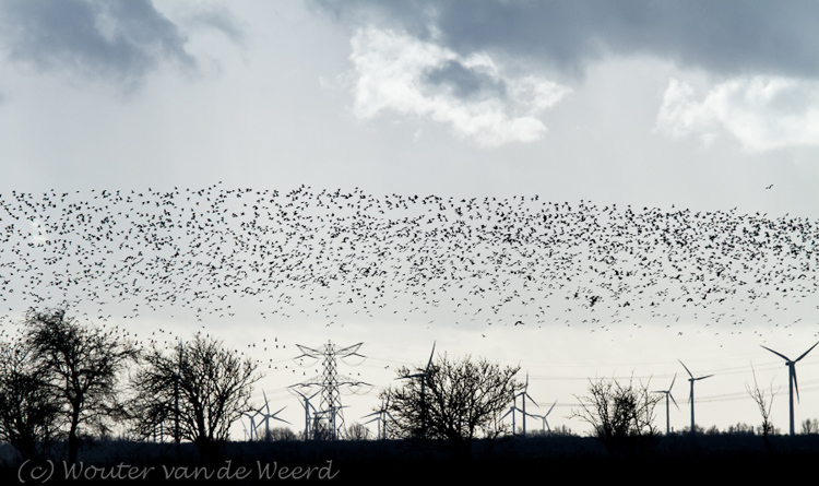 2012-01-02 - Bijzondere band-achtige zwerm met vogels boven de windmolens<br/>Oostvaardersplassen - Lelystad - Nederland<br/>Canon EOS 7D - 275 mm - f/6.3, 1/6400 sec, ISO 800