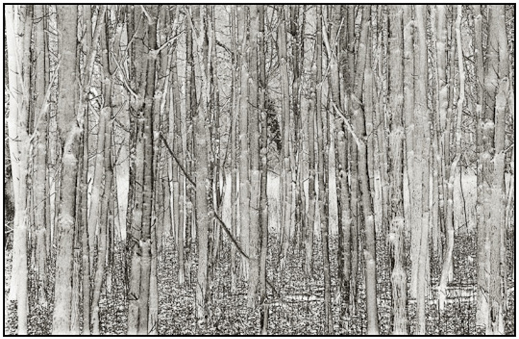 2010-03-08 - Bomen<br/>Nederland<br/>Canon EOS 50D - 100 mm - f/8.0, 1/40 sec, ISO 400