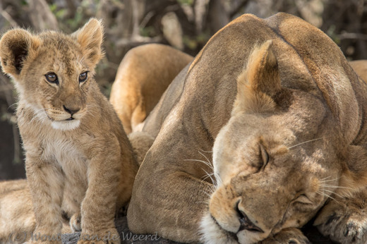 2015-10-21 - Welpje bij moeder op de uitkijk<br/>Serengeti - Tanzania<br/>Canon EOS 7D Mark II - 420 mm - f/5.6, 1/1000 sec, ISO 1000