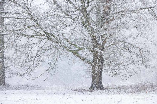 2023-01-20 - Karakteristieke boom in de hevige sneeuw<br/>Kaapse Bossen - Doorn - Nederland<br/>Canon EOS R5 - 110 mm - f/5.6, 1/200 sec, ISO 3200