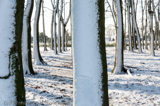 2014-12-28 - Sneeuw tegen de bomen aan<br/>Plantage Willem III - Elst - Nederland<br/>Canon EOS 5D Mark III - 70 mm - f/8.0, 0.01 sec, ISO 200