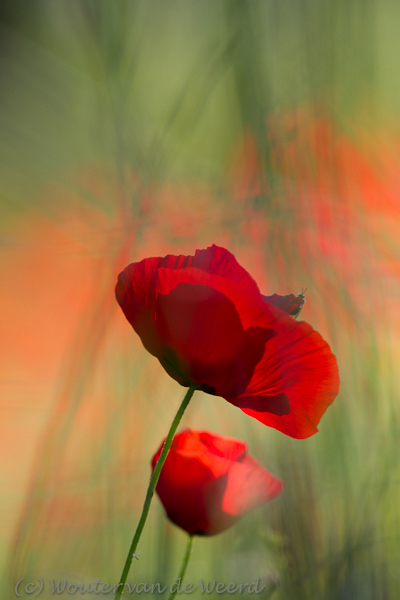 2012-05-02 - Klaprozen<br/>Lisvori (Lesbos) - Griekenland<br/>Canon EOS 7D - 350 mm - f/5.6, 1/250 sec, ISO 200