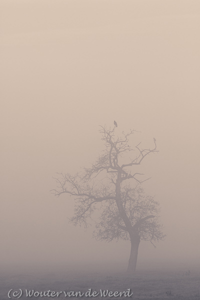 2011-11-19 - Boom in de mist met vogel<br/>Langbroek - Nederland<br/>Canon EOS 7D - 100 mm - f/8.0, 1/200 sec, ISO 200