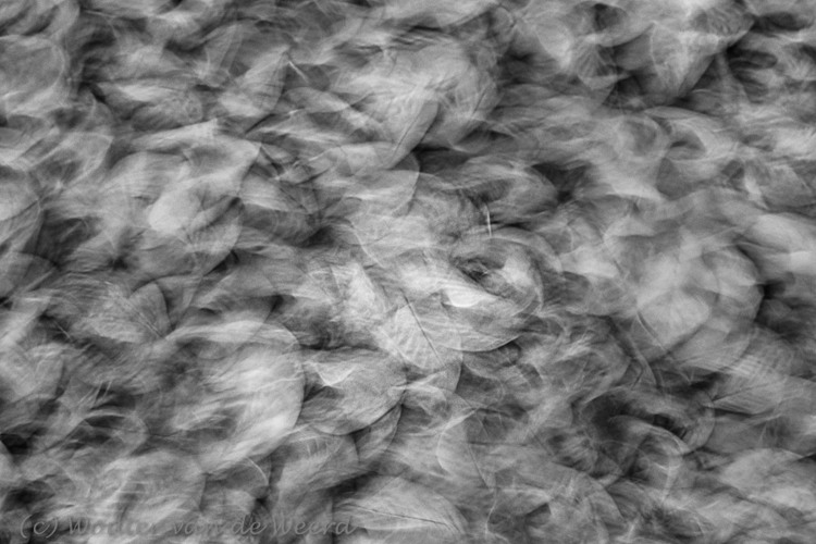 2019-10-25 - Herfstbladeren in zwart-wit<br/>Speuldersbos - Drie - Nederland<br/>Canon EOS 5D Mark III - 70 mm - f/8.0, 0.5 sec, ISO 200