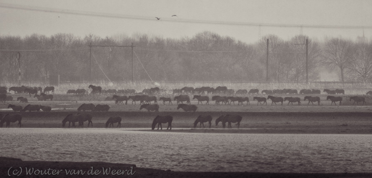 2012-01-02 - Konikspaarden in de stromende regen<br/>Oostvaardersplassen - Lelystad - Nederland<br/>Canon EOS 7D - 400 mm - f/6.3, 1/500 sec, ISO 400