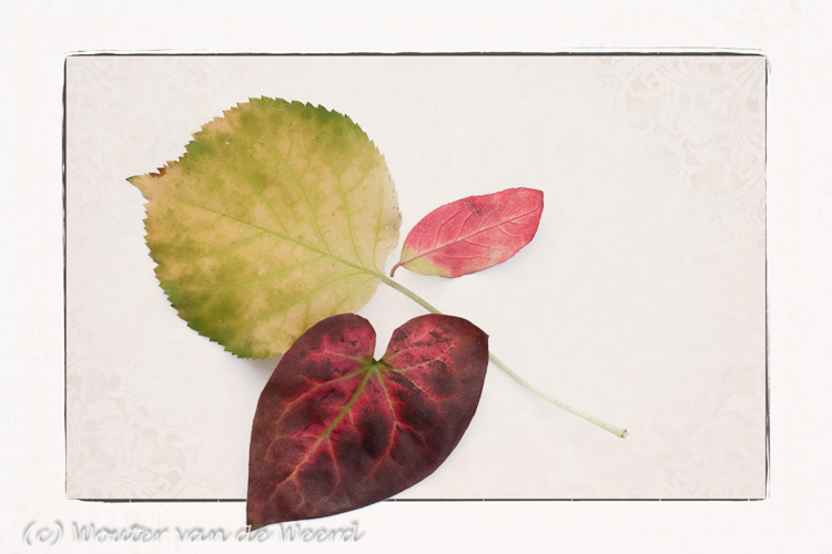 2011-11-13 - Klimhortensiablad en Elfenbloemblad als kunst-kaart<br/>Thuis - Zeist - Nederland<br/>Canon EOS 7D - 100 mm - f/22.0, 1/13 sec, ISO 200