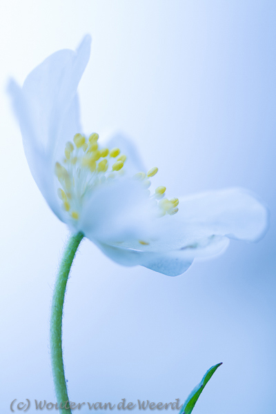 2012-03-18 - Bosanemoon in blauwe tint<br/>Park Bloeijendaal - Utrecht - Nederland<br/>Canon EOS 7D - 100 mm - f/3.2, 1/125 sec, ISO 400