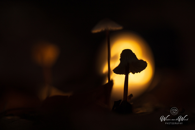 2025-10-10 - Paddenstoel in tegenlicht<br/>Krakelingsebos - Zeist - Nederland<br/>Canon EOS R5 - 100 mm - f/2.8, 1/2500 sec, ISO 320