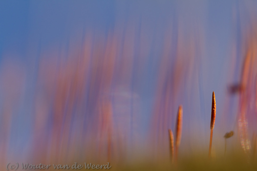 2013-03-04 - Ruig haarmos met blauwe lucht<br/>Loonse en Drunense duinen - Loon op Zand - Nederland<br/>Canon EOS 7D - 100 mm - f/3.5, 1/1250 sec, ISO 200