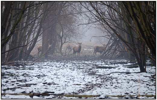 001-01-01 - Herten in het bos<br/>Oostvaardersplassen - Lelystad - Nederland<br/> -  - , , ISO 