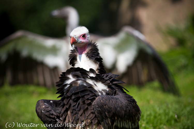 2011-09-25 - Pronkende gieren<br/>Diergaarde Blijdorp - Rotterdam - Nederland<br/>Canon EOS 7D - 300 mm - f/2.8, 1/4000 sec, ISO 200