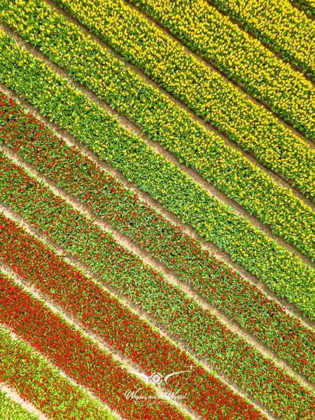 2023-04-18 - Abstract bloembollenveld<br/>Noord-Holland - Nederland<br/>FC3582 - 6.7 mm - f/1.7, 1/1000 sec, ISO 150