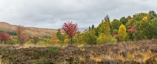2016-10-15 - Nog meer herfstkleuren<br/>Corrieshalloch Gorge - Ullapool - Schotland<br/>Canon EOS 5D Mark III - 70 mm - f/8.0, 1/30 sec, ISO 400