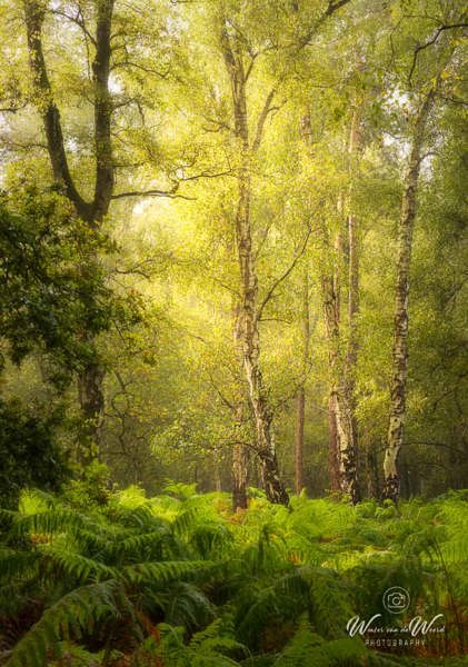 2024-09-07 - Sfeervol bos met berken<br/>Nederland<br/>Canon EOS R5 - 85 mm - f/8.0, 0.25 sec, ISO 100