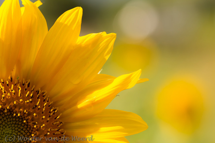 2013-09-08 - Zonnebloem<br/>De Uithof / Utrecht Science Park - Utrecht - Nederland<br/>Canon EOS 7D - 100 mm - f/5.6, 1/400 sec, ISO 200