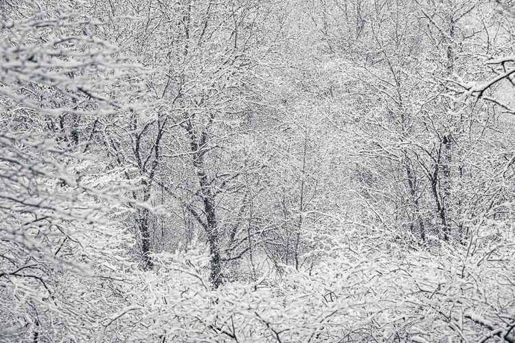 2023-01-20 - Takken en sneeuw in zwart-wit<br/>Kaapse Bossen - Doorn - Nederland<br/>Canon EOS R5 - 80 mm - f/5.6, 1/320 sec, ISO 3200