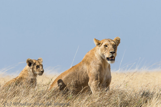 2015-10-21 - Moeder met jong<br/>Serengeti - Tanzania<br/>Canon EOS 7D Mark II - 420 mm - f/8.0, 1/1000 sec, ISO 400