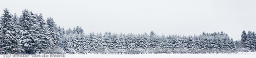 2015-02-01 - Witte kerstbomen bij XHoffraix<br/>Hoge Venen - Xhoffraix - België<br/>Canon EOS 5D Mark III - 53 mm - f/8.0, 1/125 sec, ISO 200