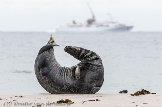 2018-06-13 - Zeehond in mooie pose<br/>Helgoland - Duitsland<br/>Canon EOS 7D Mark II - 234 mm - f/5.6, 1/800 sec, ISO 200