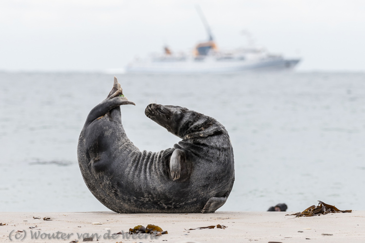 2018-06-13 - Zeehond in mooie pose<br/>Helgoland - Duitsland<br/>Canon EOS 7D Mark II - 234 mm - f/5.6, 1/800 sec, ISO 200