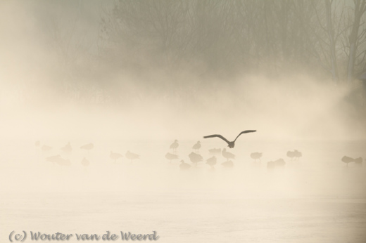 2012-12-08 - Reiger en watervogels in de mist<br/>Oostvaardersplassen - Lelystad - Nederland<br/>Canon EOS 7D - 300 mm - f/10.0, 1/500 sec, ISO 100