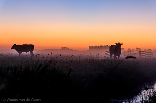 2020-05-07 - Koeien in een mistig weiland bij zonopkomst<br/>Hagestein - Netherlands<br/>Canon EOS 5D Mark III - 70 mm - f/5.6, 0.02 sec, ISO 800