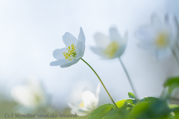 2012-03-19 - Bosanemonen voor een lichte lucht<br/>Landgoed Amelisweerd - Bunnik-Utrecht - Nederland<br/>Canon EOS 7D - 100 mm - f/3.2, 1/400 sec, ISO 200