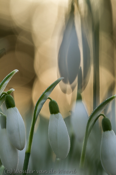2014-02-03 - Sneeuwklokjes in warm zonlicht<br/>Landgoed Amelisweerd - Bunnik - Nederland<br/>Canon EOS 7D - 100 mm - f/5.0, 0.01 sec, ISO 400