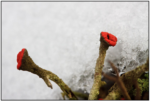 2010-02-15 - Rood bekermos in de sneeuw<br/>NP De Hoge Veluwe - Otterlo - Nederland<br/>Canon EOS 50D - 60 mm - f/8.0, 1/250 sec, ISO 400