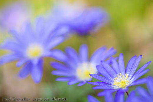 2015-04-10 - Blauwe anemonen <br/>Zeist - Nederland<br/>Canon EOS 5D Mark III - 100 mm - f/2.8, 1/320 sec, ISO 200