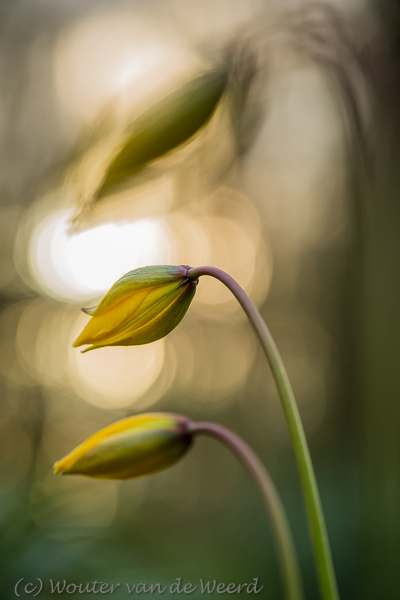 2016-04-07 - Bostulpen<br/>Landgoed Amelisweerd - Bunnik-Utrecht - Nederland<br/>Canon EOS 5D Mark III - 100 mm - f/4.5, 1/30 sec, ISO 200