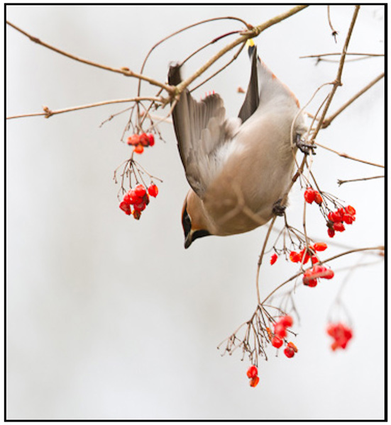 2011-03-05 - Pestvogel in de bessenstruik<br/>Park bij Boterslootweg - Wijk bij Duurstede - Nederland<br/>Canon EOS 7D - 420 mm - f/4.0, 1/250 sec, ISO 400