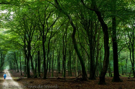 2012-10-07 - Dansende bomen in het Speuldersbos<br/>Speuldersbos - Drie - Garderen - Nederland<br/>Canon EOS 7D - 24 mm - f/8.0, 4 sec, ISO 400