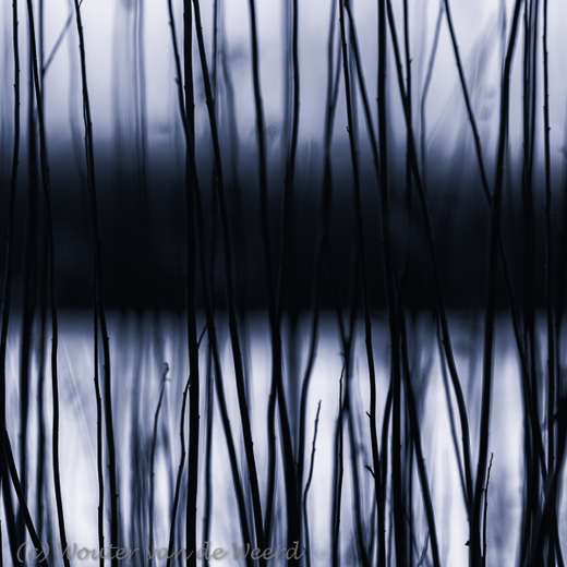 2015-12-08 - Abstract riet<br/>Biesbosch - Nederland<br/>Canon EOS 5D Mark III - 200 mm - f/4.0, 1/15 sec, ISO 200