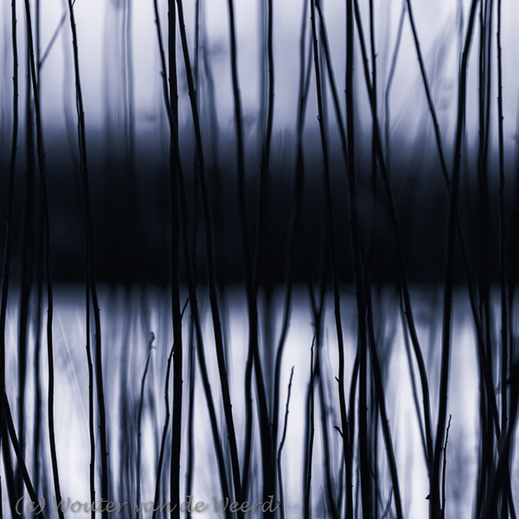 2015-12-08 - Abstract riet<br/>Biesbosch - Nederland<br/>Canon EOS 5D Mark III - 200 mm - f/4.0, 1/15 sec, ISO 200