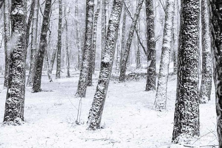 2023-01-20 - Scheve streepjescode<br/>Kaapse Bossen - Doorn - Nederland<br/>Canon EOS R5 - 90 mm - f/8.0, 1/60 sec, ISO 3200