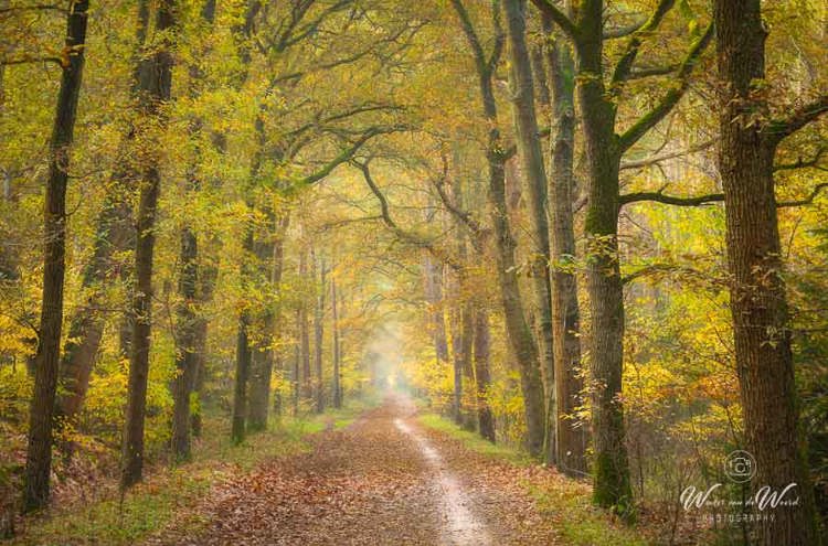 2025-11-07 - De gele herfstkleuren overheersen het pad<br/>Erfgooiersbos - Hilversum - Nederland<br/>Canon EOS R5 - 135 mm - f/8.0, 1/8 sec, ISO 400