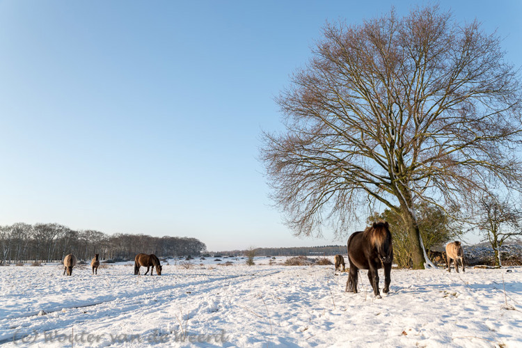 2014-12-28 - Konikpaarden in de sneeuw<br/>Plantage Willem III - Elst - Nederland<br/>Canon EOS 5D Mark III - 24 mm - f/8.0, 1/160 sec, ISO 200