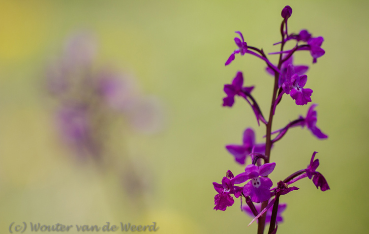 2012-05-04 - Vierpuntjes orchis - Orchis quadripunctata<br/>Lesbos - Griekenland<br/>Canon EOS 7D - 100 mm - f/2.8, 1/2000 sec, ISO 200