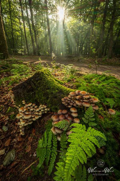 2026-10-02 - Paddenstoelen, varens en zonneharp<br/>Speuldersbos - Garderen - Nederland<br/>Canon EOS R5m2 - 14 mm - f/16.0, 0.3 sec, ISO 100