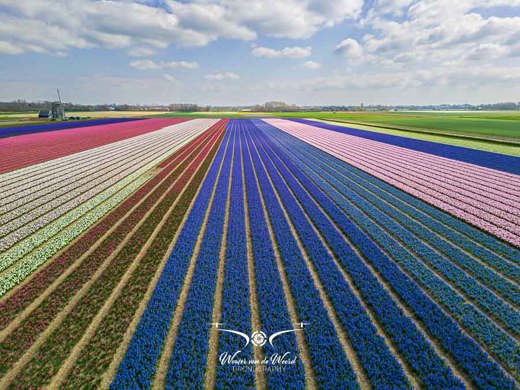 2023-04-18 - Kleurige bloembollen, met molen, genomen met drone<br/>Noord-Holland - Nederland<br/>FC3582 - 6.7 mm - f/1.7, 1/1600 sec, ISO 110