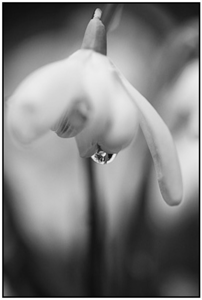 2010-03-08 - Sneeuwklokje in zwart-wit<br/>Landgoed Oostbroek - De Bilt - Nederland<br/>Canon EOS 50D - 60 mm - f/2.8, 1/200 sec, ISO 200