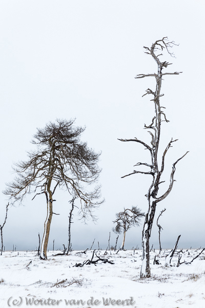 2015-01-30 - Grillige bomen<br/>Noir Flohay - Baraque Michel - België<br/>Canon EOS 5D Mark III - 70 mm - f/8.0, 1/320 sec, ISO 200