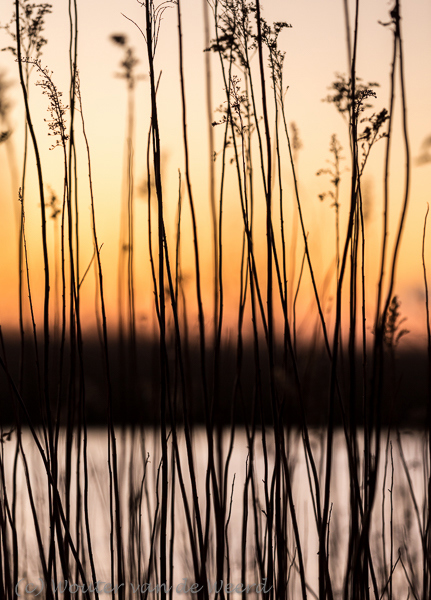 2015-12-08 - Abstracte rietpluimen bij zonsopkomst<br/>Biesbosch - Nederland<br/>Canon EOS 5D Mark III - 142 mm - f/4.0, 1/30 sec, ISO 200