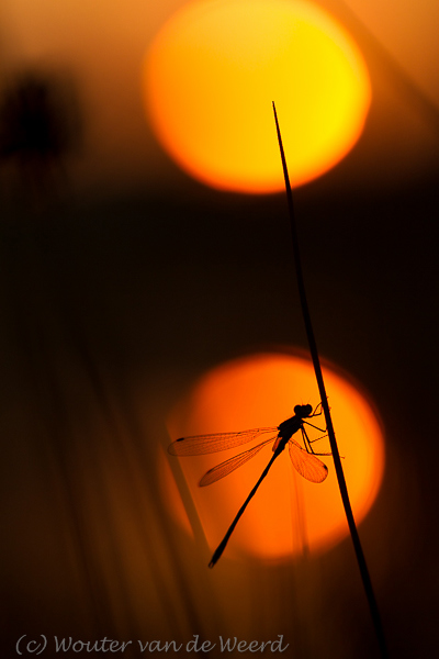 2013-08-21 - Caught in the light - juffer net na zonsopkomst<br/>Leersumse veld - Leersum - Nederland<br/>Canon EOS 7D - 100 mm - f/2.8, 1/8000 sec, ISO 200