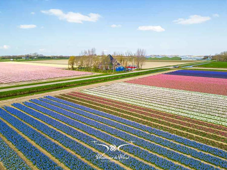 2023-04-18 - Noord-Hollandse stolpboerderij bij de bloemvelden<br/>Noord-Holland - Nederland<br/>FC3582 - 6.7 mm - f/1.7, 1/1250 sec, ISO 110