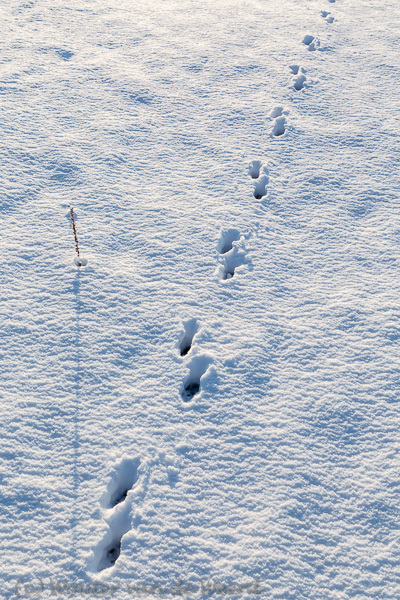 2014-12-28 - Sporen in de sneeuw<br/>Plantage Willem III - Elst - Nederland<br/>Canon EOS 5D Mark III - 44 mm - f/11.0, 0.01 sec, ISO 200