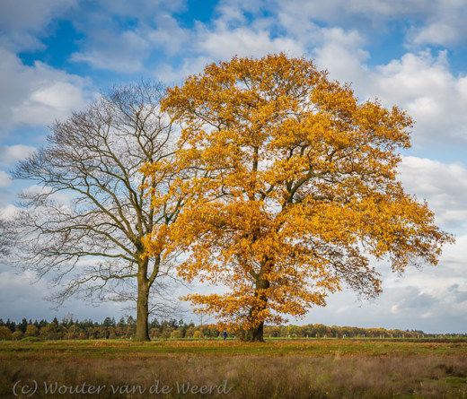 2019-11-09 - Winter- en herfstboom<br/>Renkum - Nederland<br/>Canon EOS 5D Mark III - 51 mm - f/8.0, 1/80 sec, ISO 200
